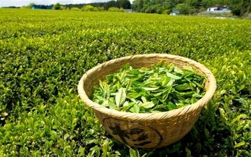  افزایش ۴ درصدی قیمت خرید تضمینی چای در سال جاری