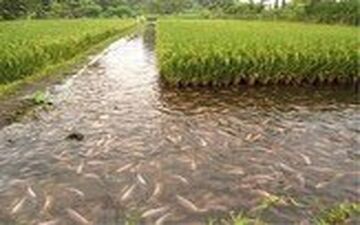 قفس‌هایی در دل شالیزار برای پرورش ماهی