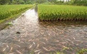قفس‌هایی در دل شالیزار برای پرورش ماهی