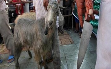 خطر ابتلا به بیماری‌های دامی با ذبح غیراصولی دام
