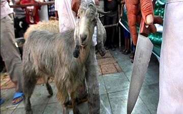 خطر ابتلا به بیماری‌های دامی با ذبح غیراصولی دام
