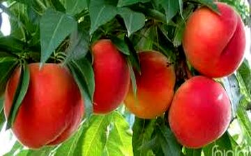 7مزیت فوق العاده هلو/ از کاهش وزن تا کاهش سرعت پیری!