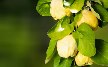 خواص میوه به برای پوست و مو