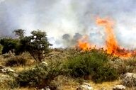آتش‌سوزی در منطقه حفاظت‌شده هلن دوباره شعله‌ور شد