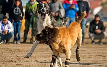 حادثه تلخ برای کودک ۸ساله در بازی سگ دعوا!