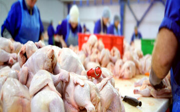 مرغ به قیمت مصوب رسید | مرغ در میایدن و خرده فروشی ها کیلویی چند شد؟