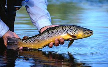 تولید ماهی تک جنسی در اصفهان + فیلم 