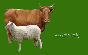  نرخ هر کیلو دام زنده اعلام شد