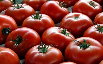 
قیمت گوجه کاهش می‌یابد؟
