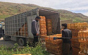 
توقیف خودروی حمل غیربهداشتی مرغ زنده در سرپل‌ذهاب