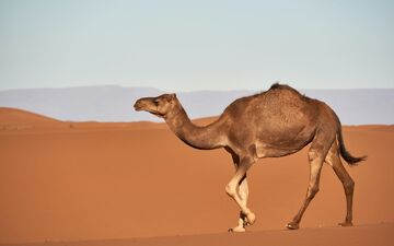 بازار شترها سکه است