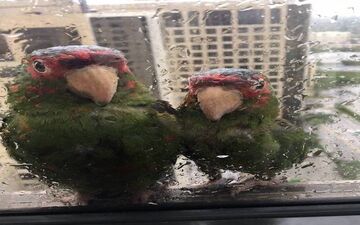 عکس/ فرار یک زوج زیبا از طوفان ایرما