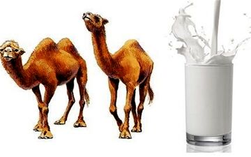 آیا شیر شتر برای بیماران دیابتی مفید است؟ 