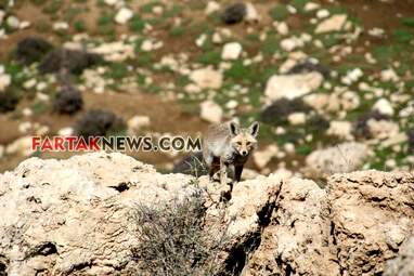 محسن عباسی‌فرد- ایرج الیاسی دالاهو