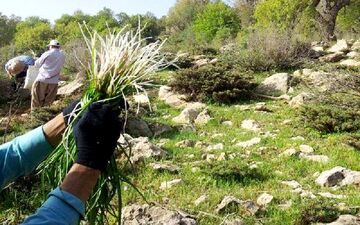 کشت گیاهان دارویی در کنگاور آغاز شد