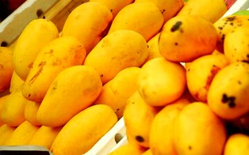قیمت میوه های گرمسیری شکسته شد