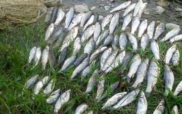 آخرین نرخ انواع ماهی در بازار و میادین تره‌بار (۲۴ اسفند ۱۴۰۴)