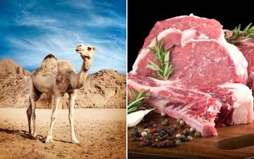 خواص شگفت انگیز گوشت شتر 