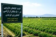 کشت گیاهان دارویی در ۵۰۰ هکتار از اراضی کشاورزی فریدن
