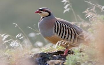 شکارچیان ، شکار شدند 