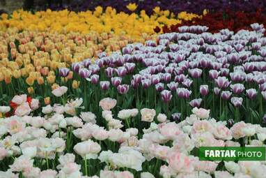گزارش تصویری از پیاده راه لاله برای مادران 