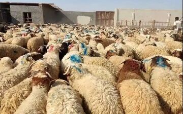 دفتر مولوی عبدالحمید، موضع‌گیری وی درباره اعتراضات را تکذیب کرد