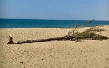 قطع بی رحمانه تک درخت زیبایی روستای درک در سیستان + ویدئو