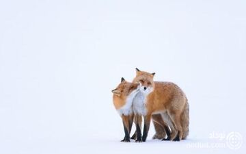 صحنه غیرمنتظره ای که مسافران مترو را غافلگیر کرد ! + عکس