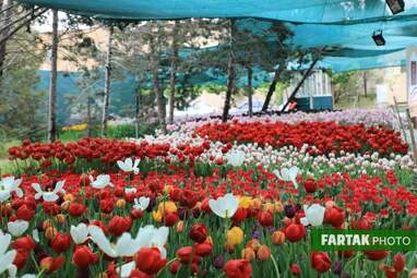 گزارش تصویری از پیاده راه لاله برای مادران 