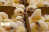 جوجه‌ریزی مرغداری‌های بابل از پنج میلیون قطعه گذشت
