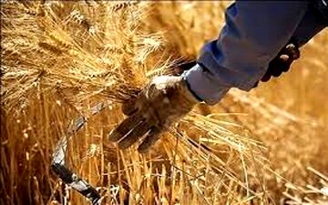 کاهش تولید گندم به خاطر خشک‌سالی