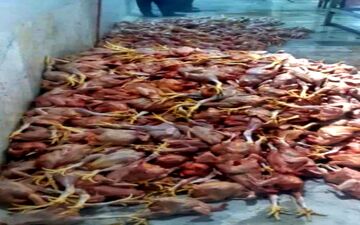 
کشف و ضبط 1000 قطعه مرغ غیر قابل مصرف در شهرستان روانسر