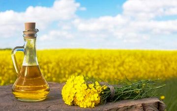 آشنایی با فواید فوق‌العاده «روغن کلزا» 