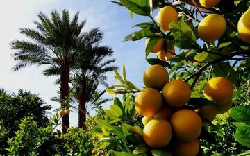 برداشت ۷ هزار و ۵۰۰ تن مرکبات از باغات قصرشیرین   


