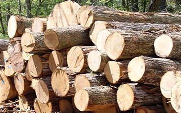 کشف ۵ تن چوب قاچاق در آران و بیدگل