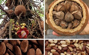 آجیل برزیلی و خطرات آن


