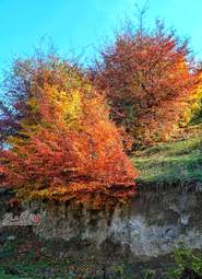 گزارش تصویری | گیلان؛ مقصدی رویایی برای عاشقان پاییز