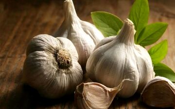 آیا سیر خام ناشتا واقعا برای کاهش وزن مفید است؟