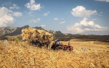 بیمه گندمکاران؛ در یک کلاف سردرگم!

