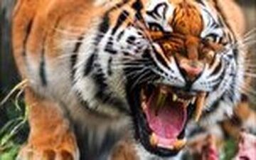 ویدیو/ حمله غافلگیر کننده ببر خشمگین به یک زن