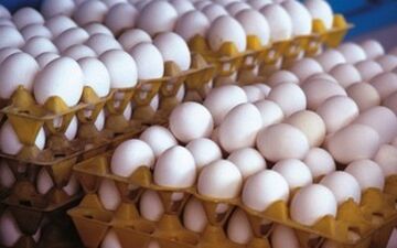  قیمت تخم مرغ در بازار