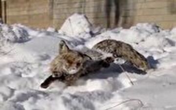 انجماد یک روباه در ترکیه به دلیل سرمای سیبری!