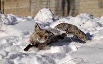 انجماد یک روباه در ترکیه به دلیل سرمای سیبری!