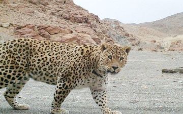 حمله یک پلنگ گرسنه به دامداری گوسفندان در خراسان شمالی