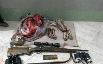 کشف لاشه چهار راس قوچ وحشی در تایباد