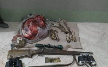کشف لاشه چهار راس قوچ وحشی در تایباد