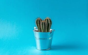 سیاه شدن کاکتوس از چیه و چطور رفع میشه؟