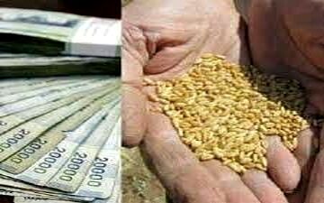 ‍ آغاز پرداخت خسارت خشکسالی به کشاورزان دیم‌کار کرمانشاه