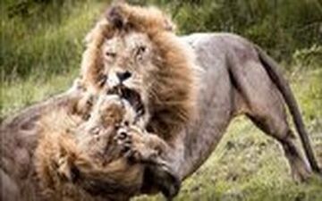 ویدیو/ پنجه به پنجه شدن خونین ۲ شیر نر بر سر قدرت نمایی