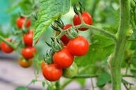 این افراد نباید  گوجه‌فرنگی بخورند؟